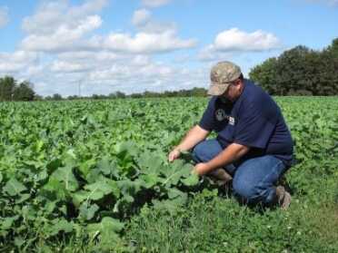 Deer Camp: Top Four Tips to Scouting Now for Deer Season Success Even before the first frost sweeten their taste, don’t ignore plots with brassicas early in the season. Deer will still nibble the leaves.