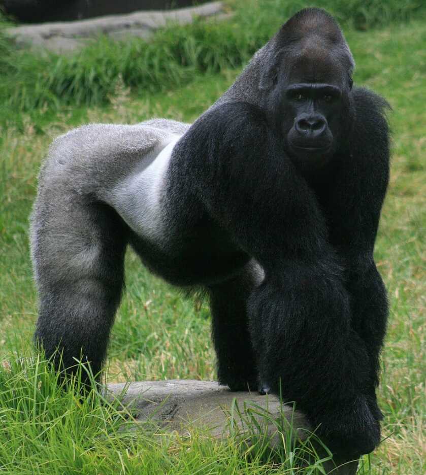 Poacher Sentenced to 11 Years in Prison for Killing Silverback Gorilla Poacher Sentenced to 11 Years in Prison for Killing Silverback Gorilla
