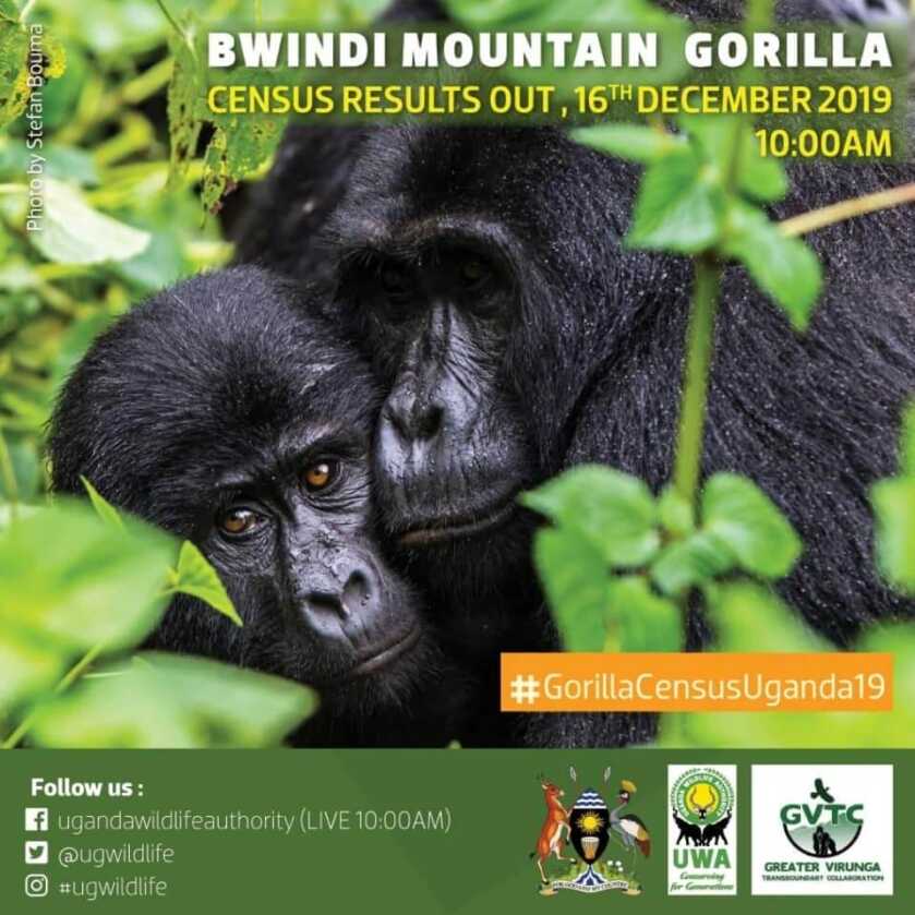 Poacher Sentenced to 11 Years in Prison for Killing Silverback Gorilla Poacher Sentenced to 11 Years in Prison for Killing Silverback Gorilla