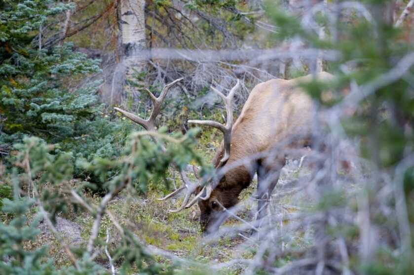 TAKE THE SHOT? After 24 years, a hunter finally draws a Limited Entry elk tag. A big bull comes to the call and stops head-on. Should he take the shot? - Presented by: Badlands TAKE THE SHOT? After 24 years, a hunter finally draws a Limited Entry elk tag. A big bull comes to the call and stops head-on. Should he take the shot? - Presented by: Badlands