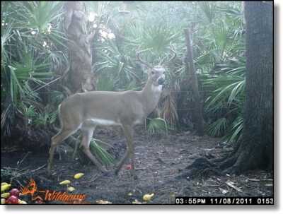 Summer Hunting Anyone?  - Varmint and Predator Hunting All Year Round