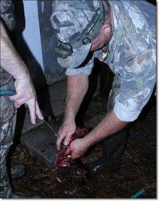 American Tactical Imports ATI 1911 .22 Rimfire with Fake Silencer- New Gun Review