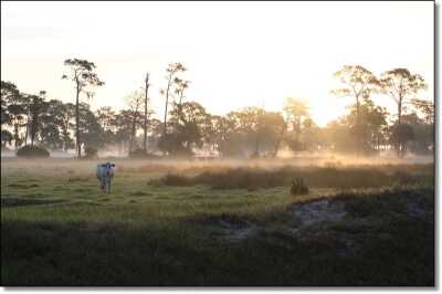 Summer Hunting Anyone?  - Varmint and Predator Hunting All Year Round