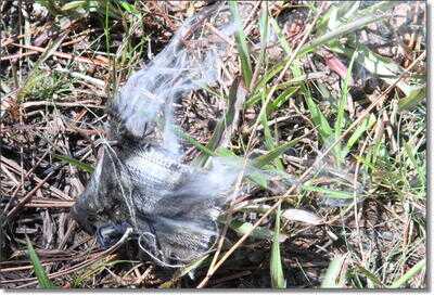 The Guns of 1776 - Musket Replicas from Davide Pedersoli