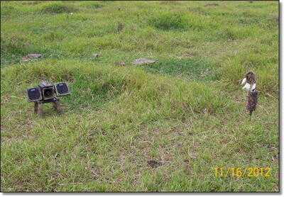 Killing Coyotes 101 - Daytime and Night Hunting Problem Coyotes