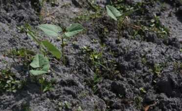This is a proof of concept garden started with seeds from MySeedCellar. As you can see, the weeds came in before the plants, and the process begins on the way to actually veggies. These are zucchinis, which will grow well no matter how much you screw them up. Enjoy your new adventure in the garden! It's a lot of fun.  