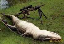 Gator Season is Here! - Alligator Hunting in Florida 101