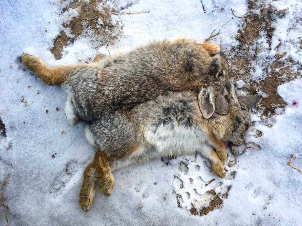 You Should Hunt More Rabbits