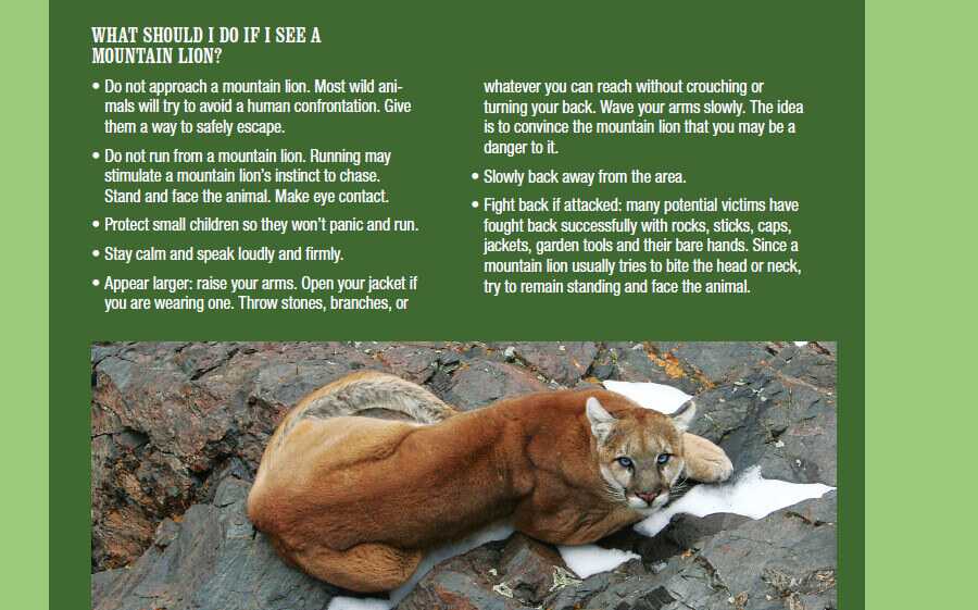Arizona Officials Kill Three Mountain Lions Feeding on Human Remains