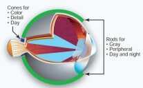 See in the Dark: Hunt Like a Ninja and Shoot Like a Sniper