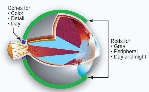See in the Dark: Hunt Like a Ninja and Shoot Like a Sniper