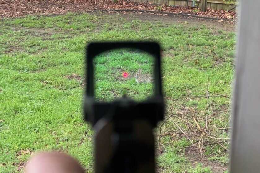 2 MOA red dot looking at grass
