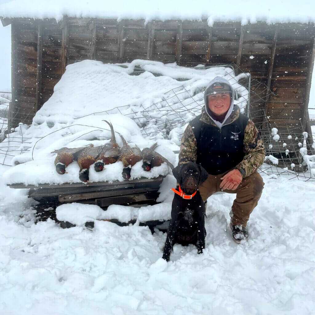 German Wirehaired Pointer in the snow
