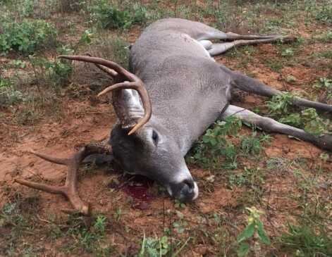 Recovered result from Hornady 200gr FTX on whitetail showing fragmenting and lack of exit