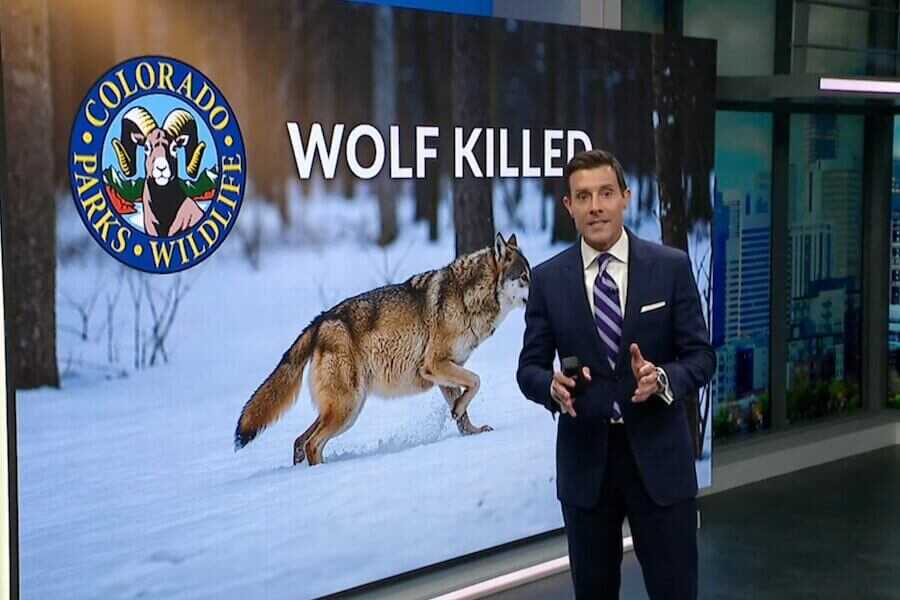 Colorado officials kill wolf believed to be involved in depredations.