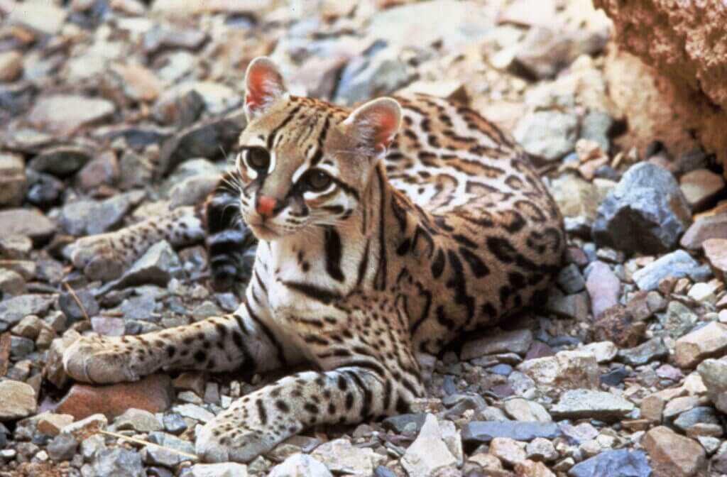 an ocelot