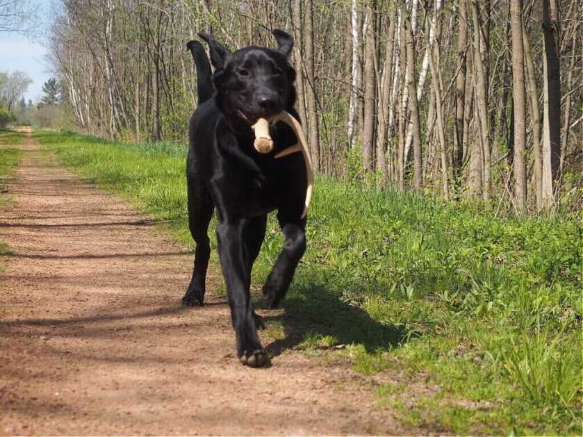 dog with antler