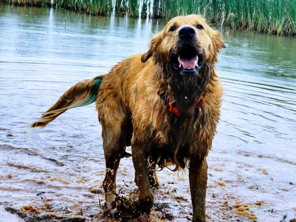 golden retriever fetch