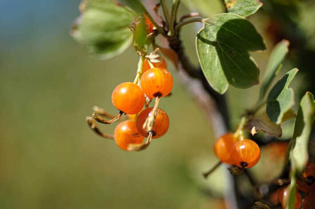 Close up photo of four golden currant berries hanging on a bush.