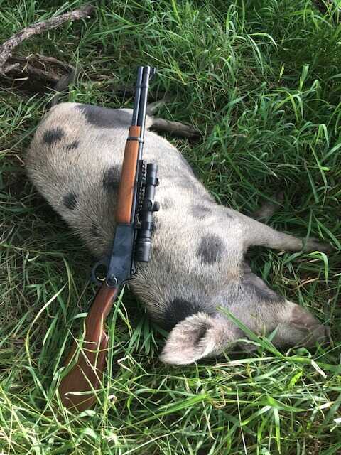 Sow taken from vehicle with Marlin 336T 30-30 truck gun setup