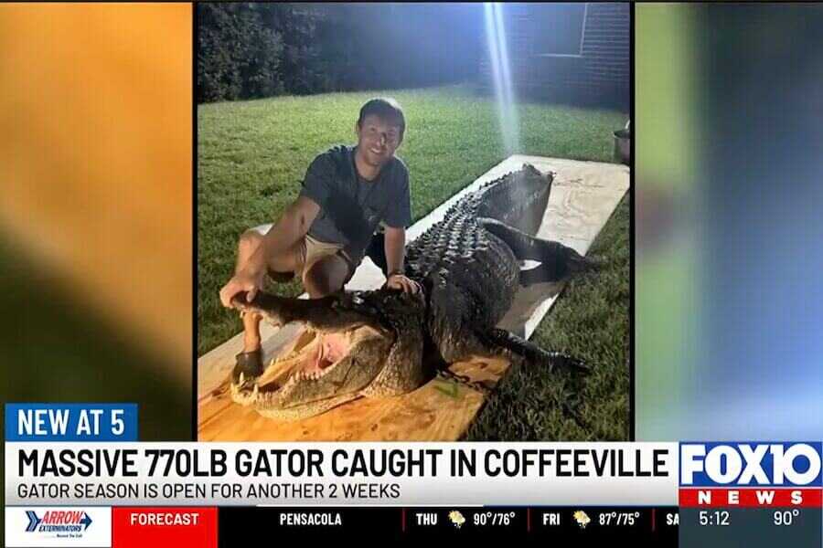 A 770-pound alligator was hooked in Alabama.