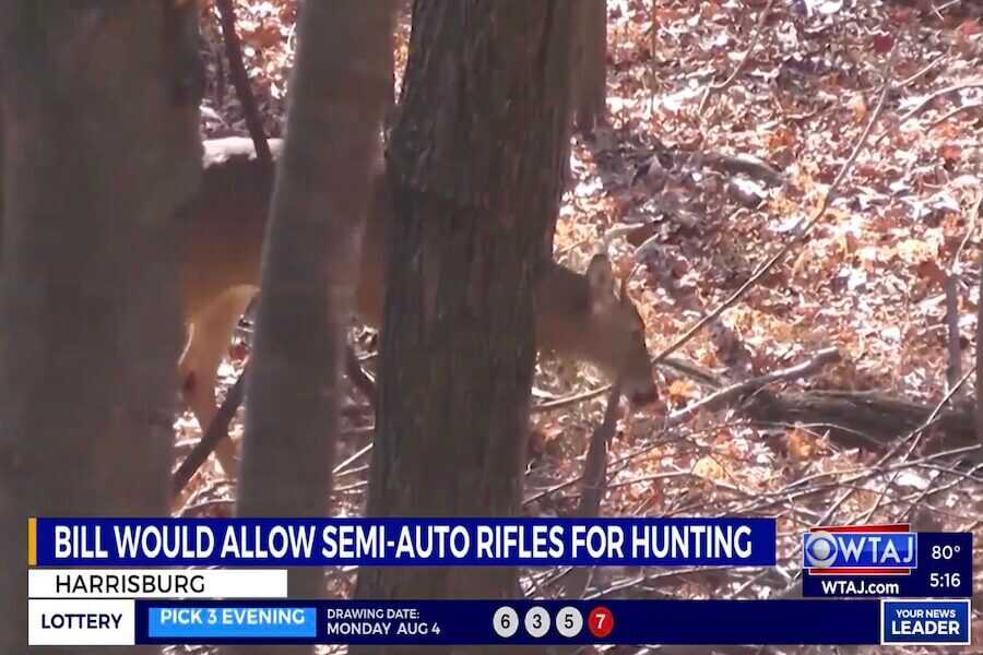 A deer in the woods.