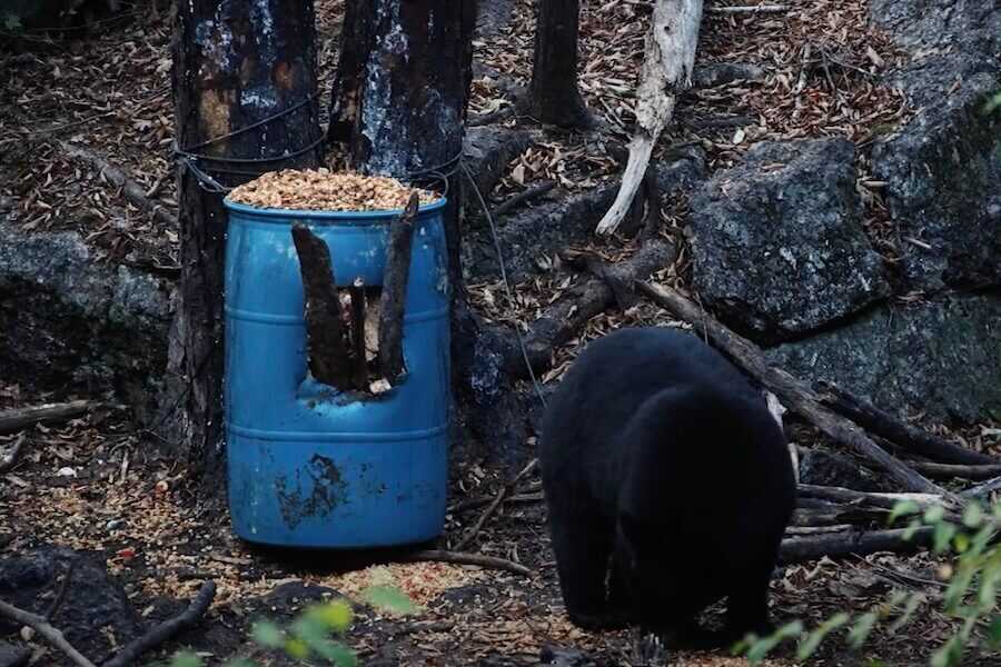 Bear baiting and harvesting with a Mossberg Patriot.