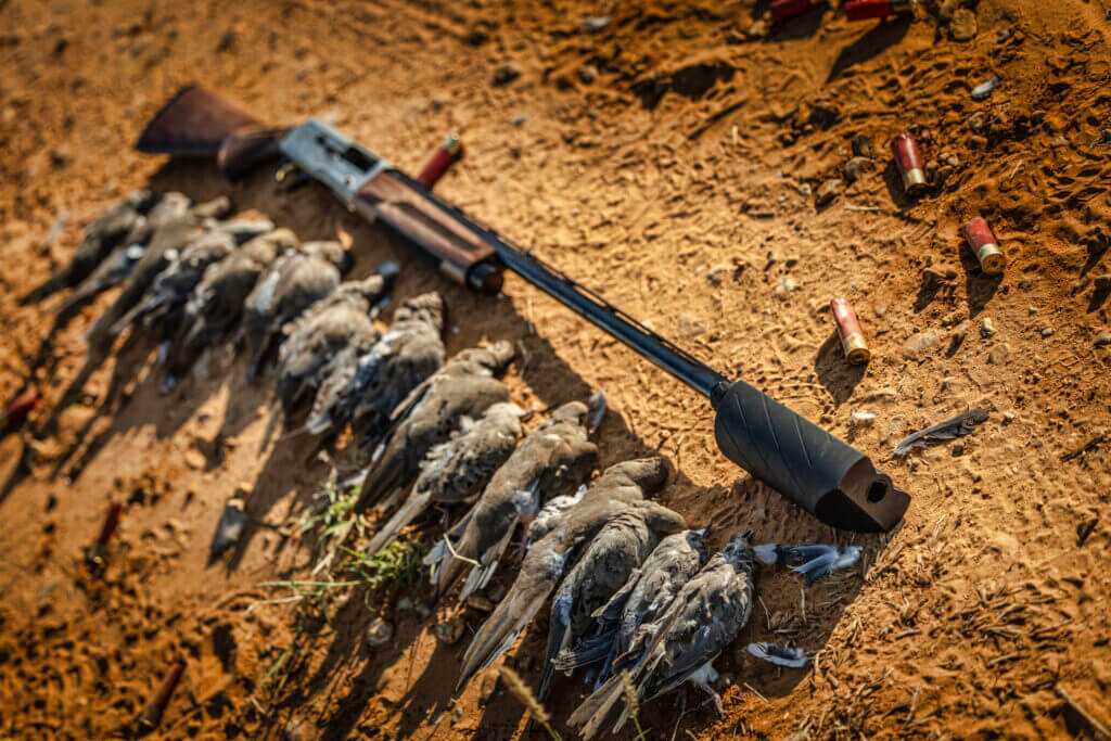 Silencer Central Banish 12 on Browning A5 in the field during dove season