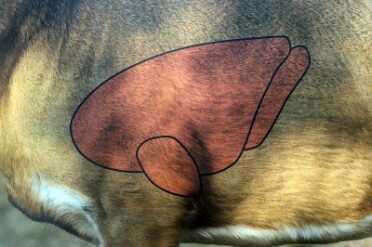 Shoot and see with Shoot-N-C Birchwood Casey