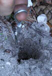 I don't know if I would trust this to hold a hog that didn't die in a trap, but it'll keep a coyote from dragging it away. 