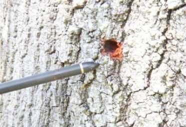 The tip had sunk in more than an inch and a half. Do you know a regular compound bow that would penetrate like that?