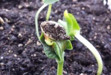 The point of this series is to get you going with a clear picture for yourself surviving a collapse of our support systems. Like this squash seed, saved from a Walmart squash, even slow growth eventually leads to an actual squash. 
