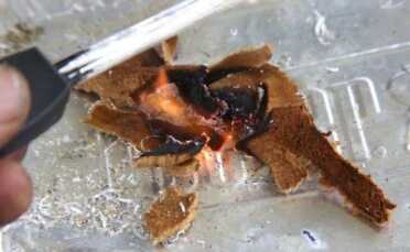 The Amadou didn't really need to be roughed up at all. To my surprise sparks from the ferrocium rod turned into flames. 