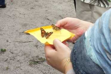 After a civilization dies people look back and say well of course it had to die. Look at how fooled they were with their own mythology. Our mythology in the West is that we can produce nothing but currency, and trade that for an unreasonable percentage of natural and human resources to live a lifestyle we have not earned. Evidence this very successful business that supplies live butterflies to fill your feel good moment with a unique memory. 