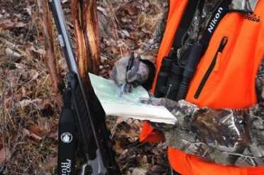 During the rut, see when the moon will push deer to move during daylight hours and locate a good feeding location or bottleneck or travel corridor and set up and stay alert. Image courtesy of Bill Winke.