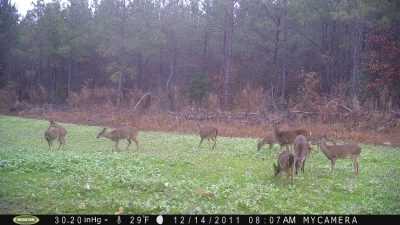 Deer Camp: Top Trail Camera Tips For Before, During & After Deer Season Big groups of does caught on camera after mid-November signals the rut is definitely winding down or even over.