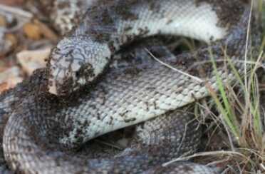 It’s Time to Publicly Torture Mass Killers