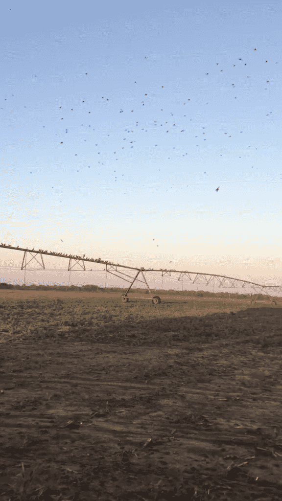 Remember to Have Fun - Dove Hunting