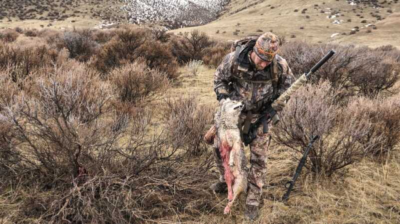 Bowhunting Coyotes with Sherlock Holmes (Epic Video) Photos by Nick Holloway and Levi Sim