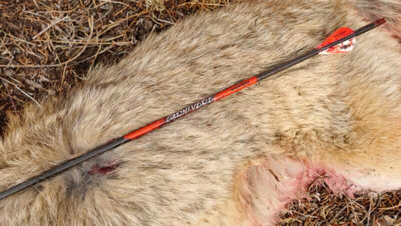 Bowhunting Coyotes with Sherlock Holmes (Epic Video) Photos by Nick Holloway and Levi Sim