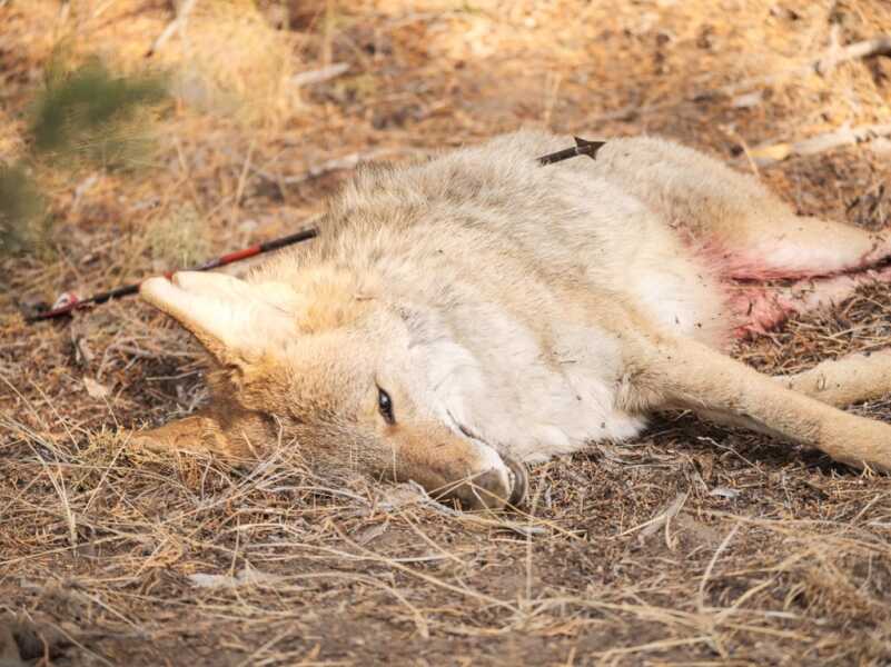 Bowhunting Coyotes with Sherlock Holmes (Epic Video) Photos by Nick Holloway and Levi Sim