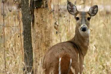 Michigan Votes to Cut Back on Deer Sterilization in Favor of Hunting Michigan Votes to Cut Back on Deer Sterilization in Favor of Hunting