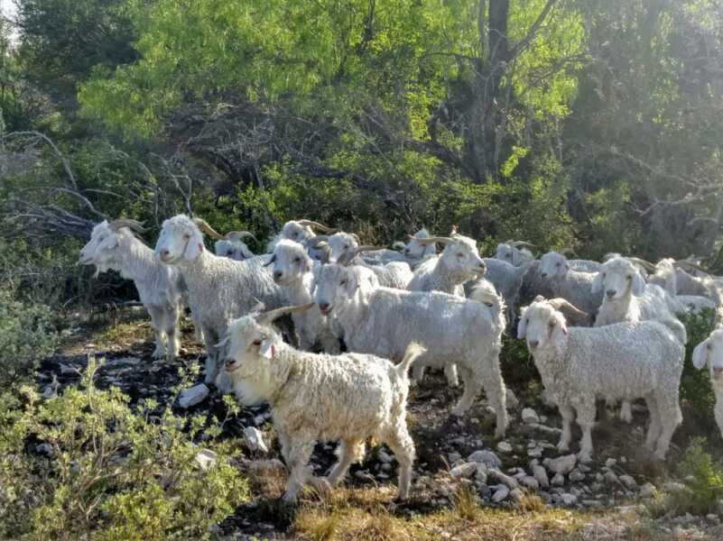 Blackbuck Antelope: Hunting a Native of India in South Texas Blackbuck Antelope: Hunting a Native of India in South Texas