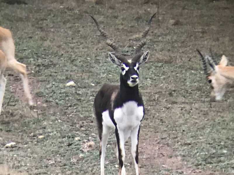 Blackbuck Antelope: Hunting a Native of India in South Texas Blackbuck Antelope: Hunting a Native of India in South Texas