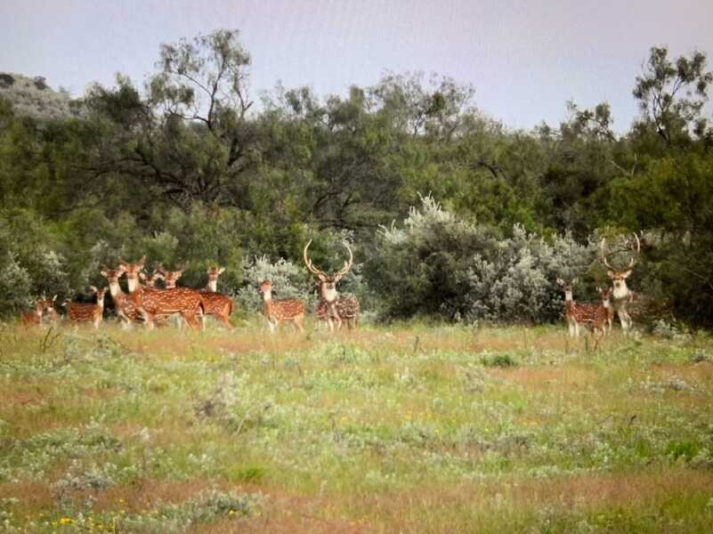 Blackbuck Antelope: Hunting a Native of India in South Texas Blackbuck Antelope: Hunting a Native of India in South Texas