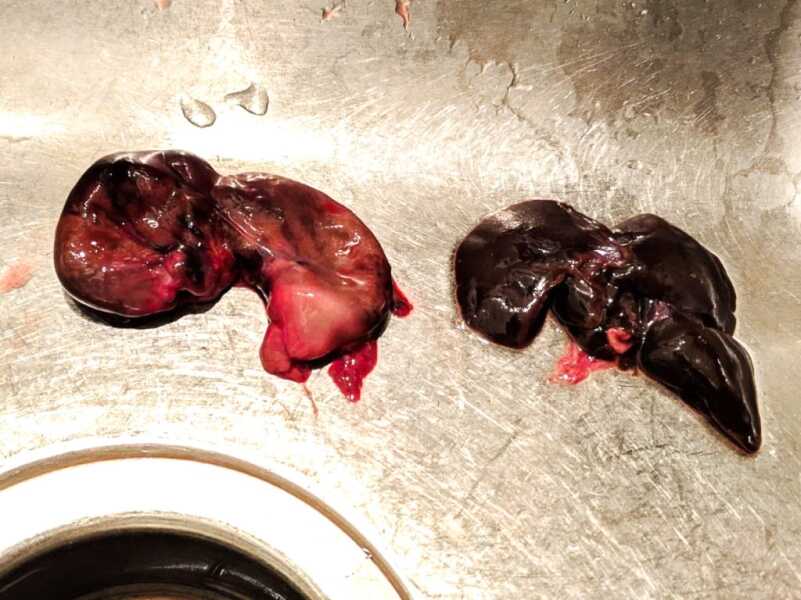 You Should Hunt More Rabbits