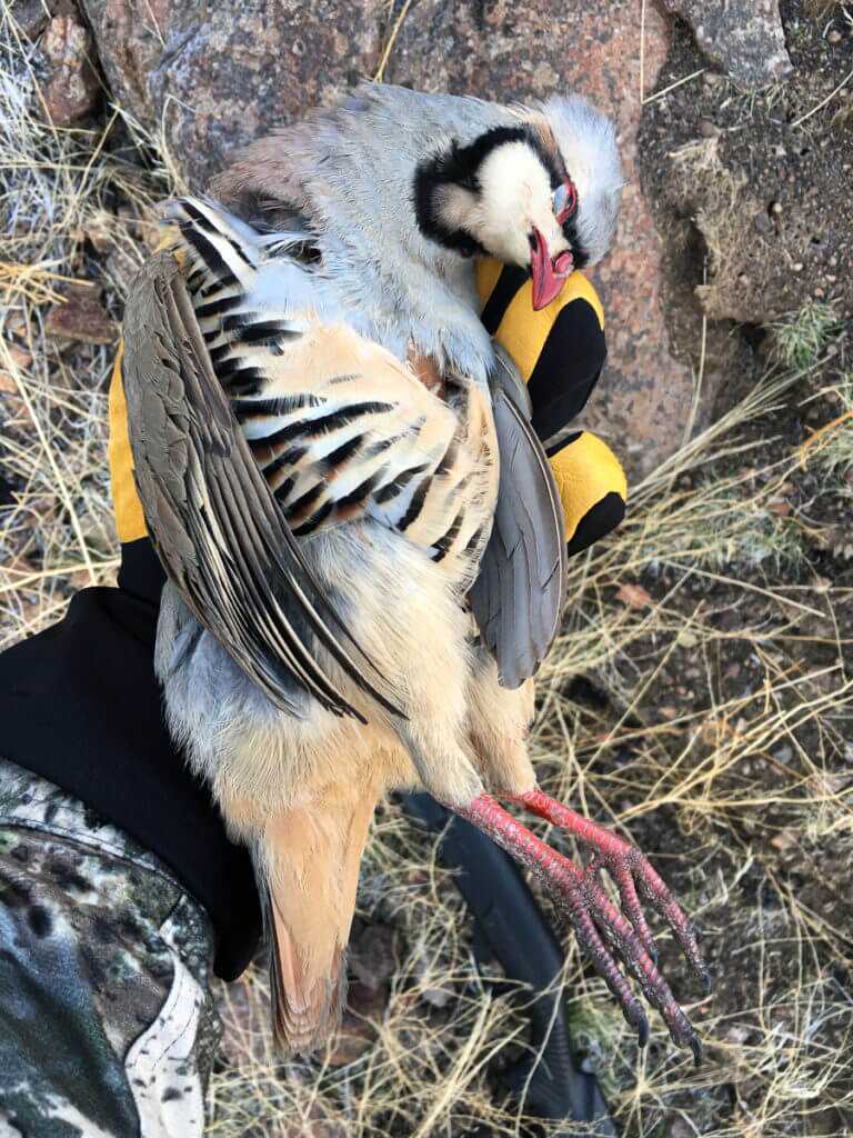 It's Chukar Time It's Chukar Time