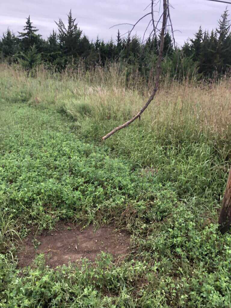 Whitetails: If You Build It, They Will Come... Whitetails: If You Build It, They Will Come...