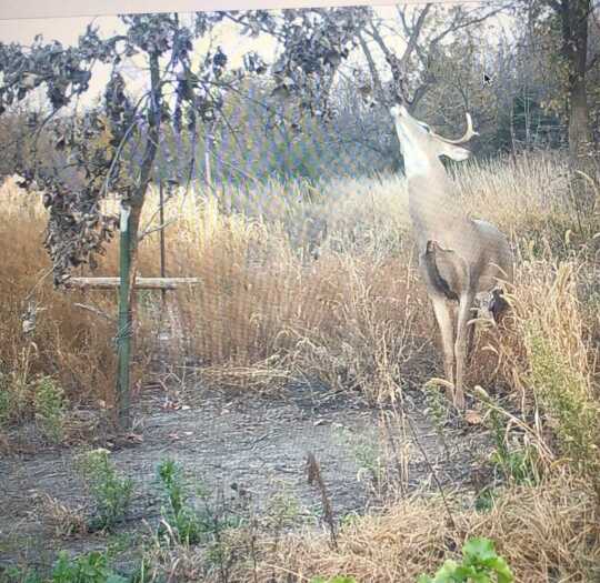 Whitetails: If You Build It, They Will Come... Whitetails: If You Build It, They Will Come...