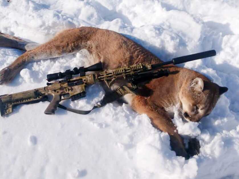 Nebraska Cougar Hunter Is One Happy Cat Nebraska Cougar Hunter Is One Happy Cat